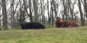 Ems-Hase-05.jpg