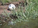 Ems-Hase-13.jpg