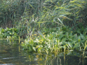 Tollense-Peene_2016_03.jpg