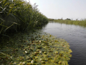 Tollense-Peene_2016_04.jpg