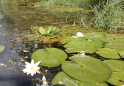 Tollense-Peene_2016_17.jpg
