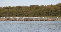 Tollense-Peene_2016_33.jpg