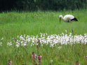 Giethoorn2018-08.jpg
