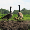Giethoorn2018-19.jpg