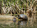 Schwentine2019-11.jpg