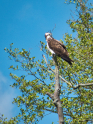 Schwentine2019-12.jpg