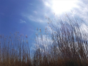 Peene2021-08.jpg