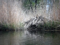 Peene2021-16.jpg