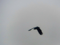 Peene2021-19.jpg